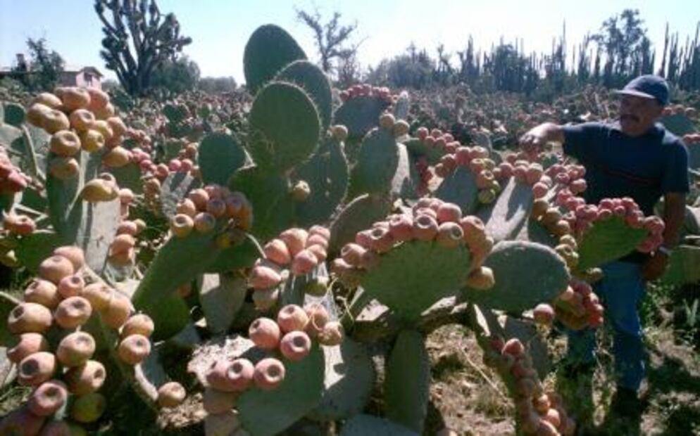 Super alimentos mexicanos que debes incluir en tu dieta