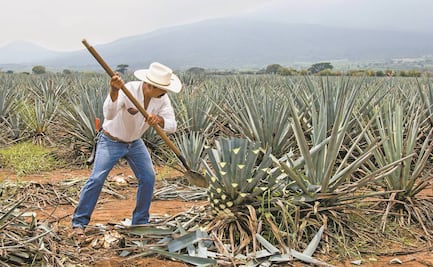 Auge del tequila estimula siembra de agave: GCMA