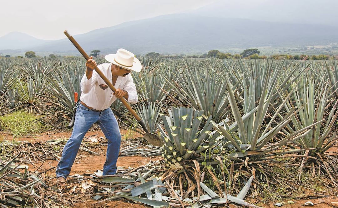 Las grandes exportaciones y los precios del agave impulsaron la superficie de cultivo, dijeron consultores. Foto: Archivo/ El Universal.