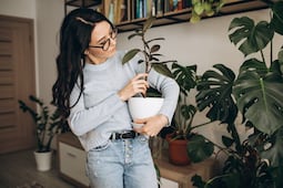 Estas 4 plantas pueden ayudar a reducir la humedad en casa y prevenir el moho; cuáles son y dónde debes colocarlas