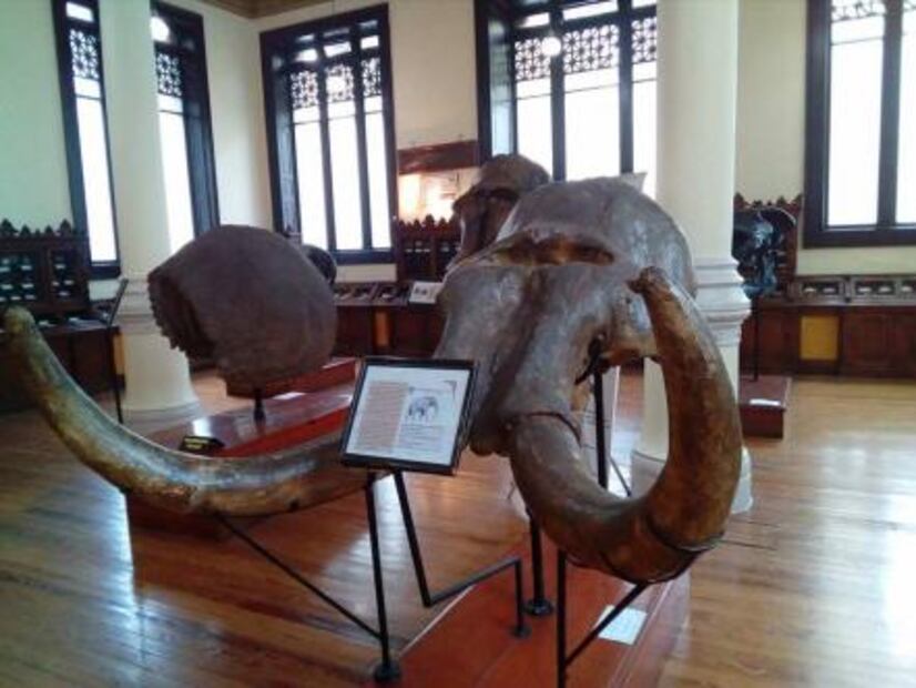 La estación del Metro que puede presumir un mamut