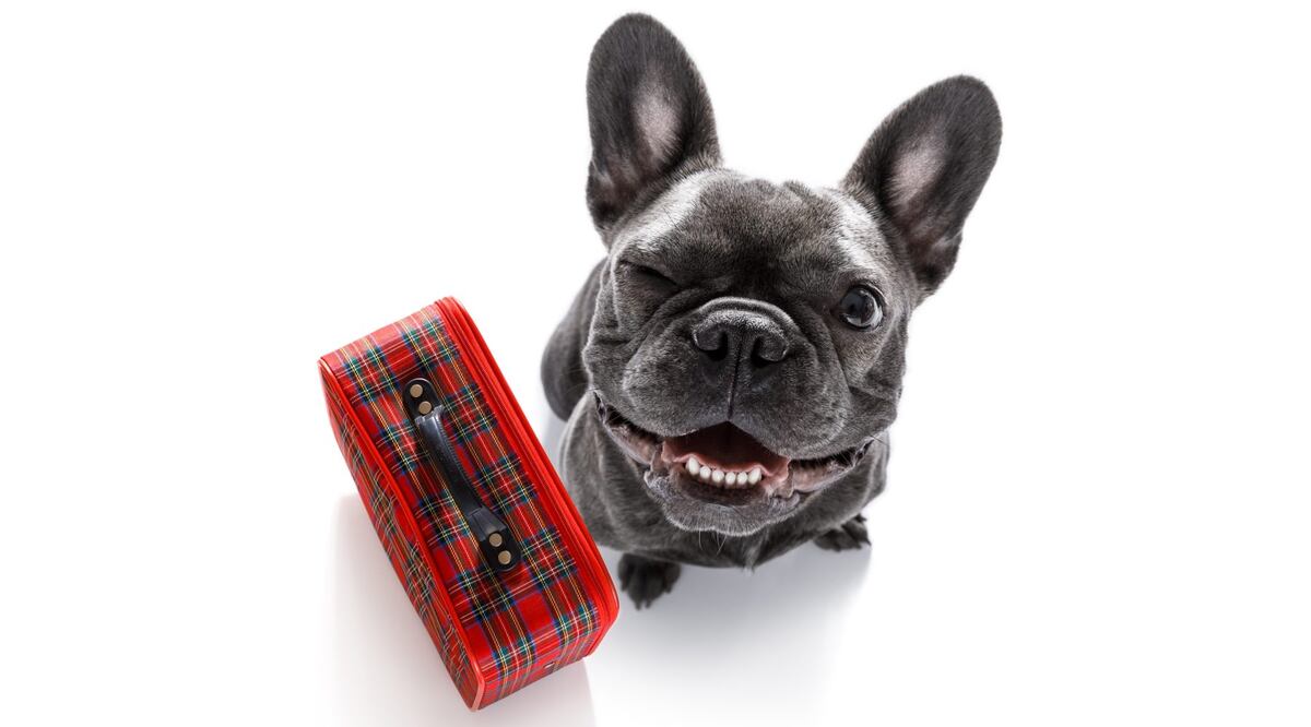 Solteros y personas de la tercera edad son los que más viajan con mascotas. Foto: Istock