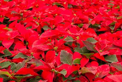 Garantizan abasto de flor de Nochebuena
