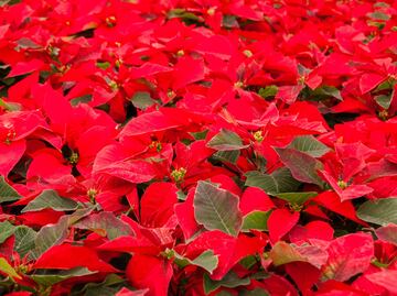 Garantizan abasto de flor de Nochebuena