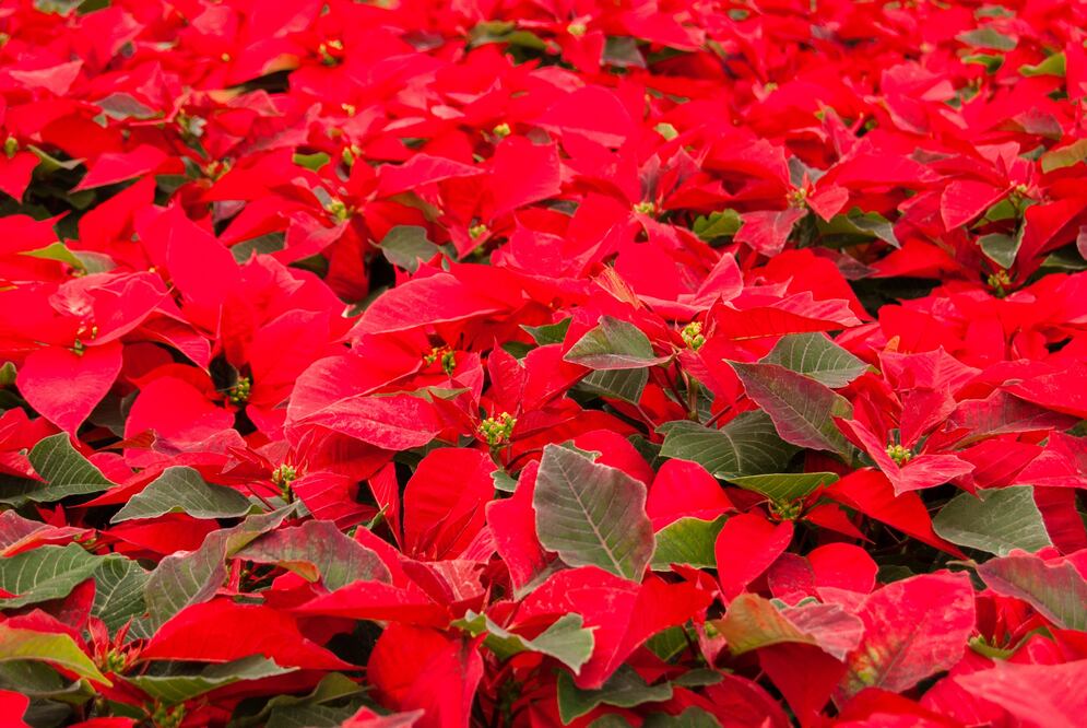 Entre 2014 y 2015 se registró un incremento de 13.9 por ciento en la producción de esta flor. /Especial - Sagarpa
