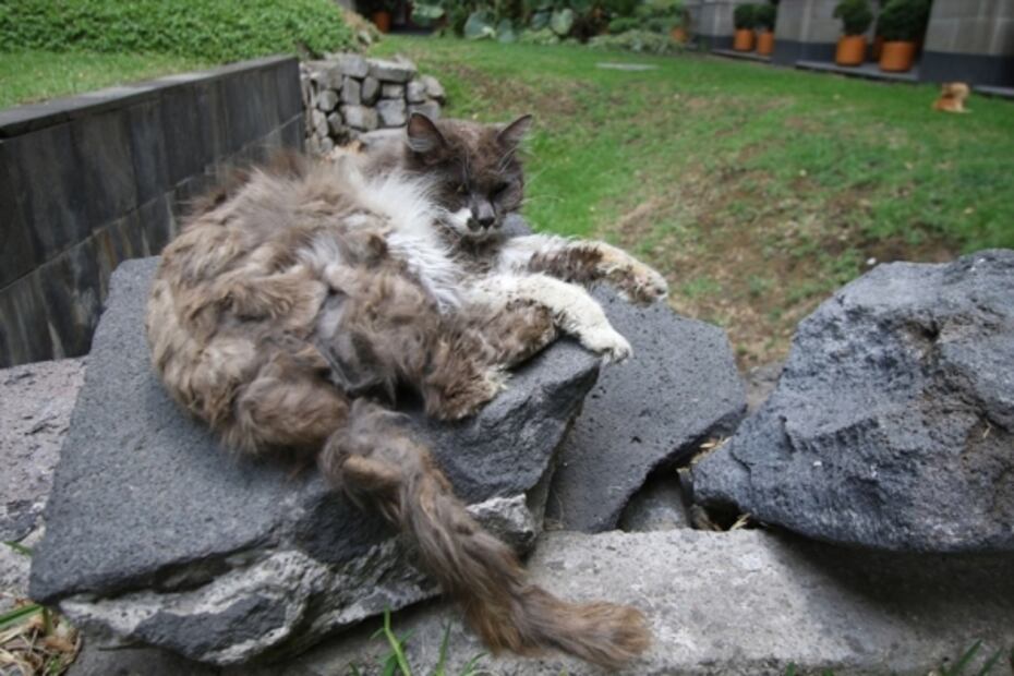 Los gatitos fifís que habitan en edificios de gobierno 