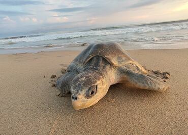 Hallan tortuga muerta en playas de la Isla del Amor en Veracruz; analizan causas de su fallecimiento