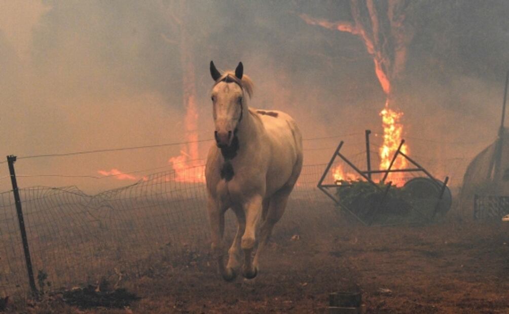 Australia registra 480 millones de animales muertos por incendios forestales