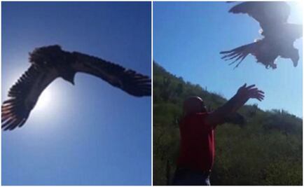 Profepa rescata una águila calva y cría de águila elegante