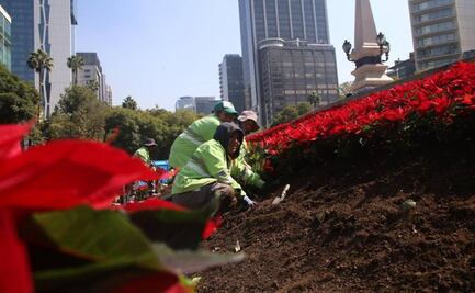 ¡Ya huele a Navidad! plantan más de 245 mil flores de nochebuena en la CDMX