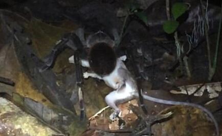 Científicos captan cómo arañas y ciempiés gigantes actúan en la Amazonía