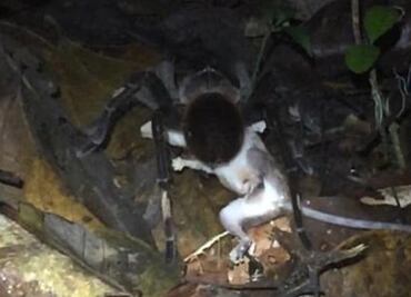 Científicos captan cómo arañas y ciempiés gigantes actúan en la Amazonía