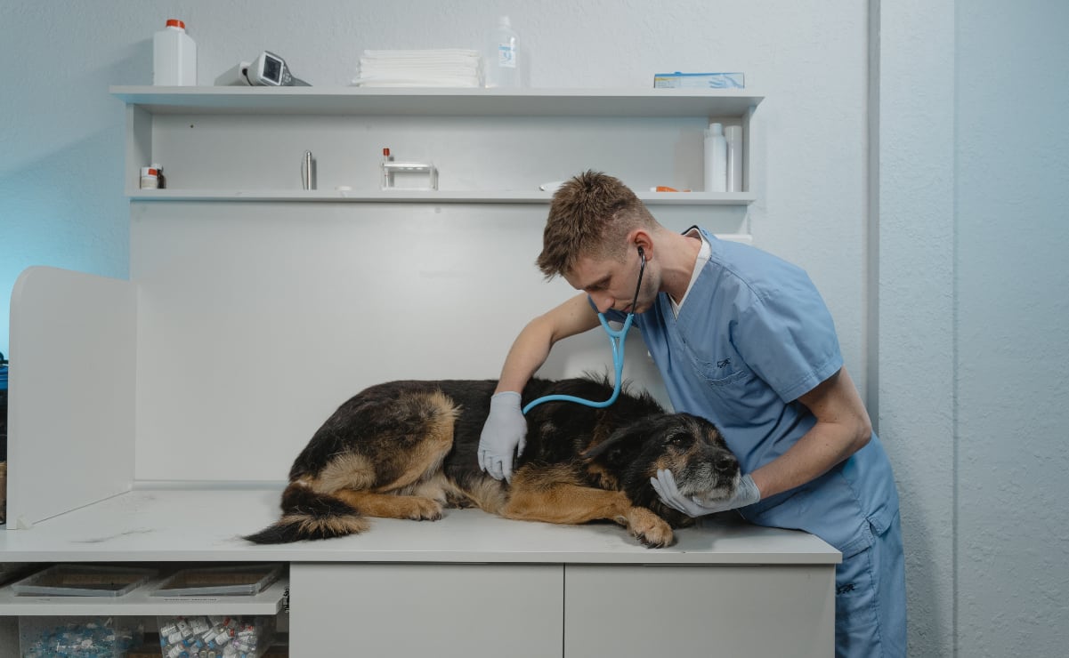 Los perros diabéticos pueden llevar una vida normal, larga, feliz y de calidad si se detecta a tiempo