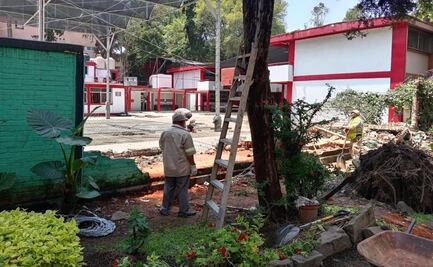 Árbol cae sobre primaria en Gustavo A. Madero; muro colapsa y suspenden clases