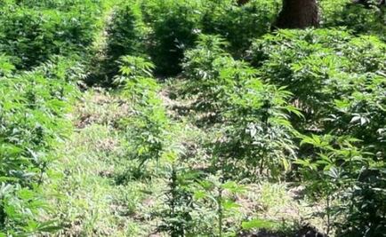 Destruyen 6 plantíos de marihuana en Chiapas