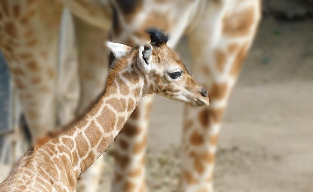 Conoce a Jabari, la nueva cría jirafa del Zoológico de Chapultepec (29/05/2025). Foto: Especial