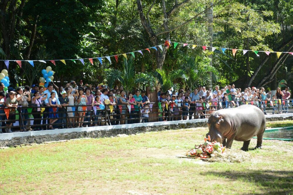 Muere el hipopótamo Andrés en zoológico de Chetumal