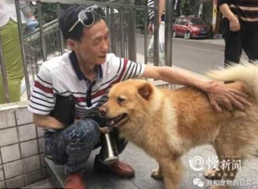 Surge el "Hachiko" chino; perro espera hasta 12 horas diarias a su dueño