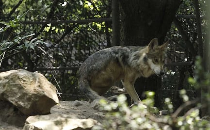 Padre de menor atacado por lobo en zoológico de Neza pierde su trabajo en restaurante
