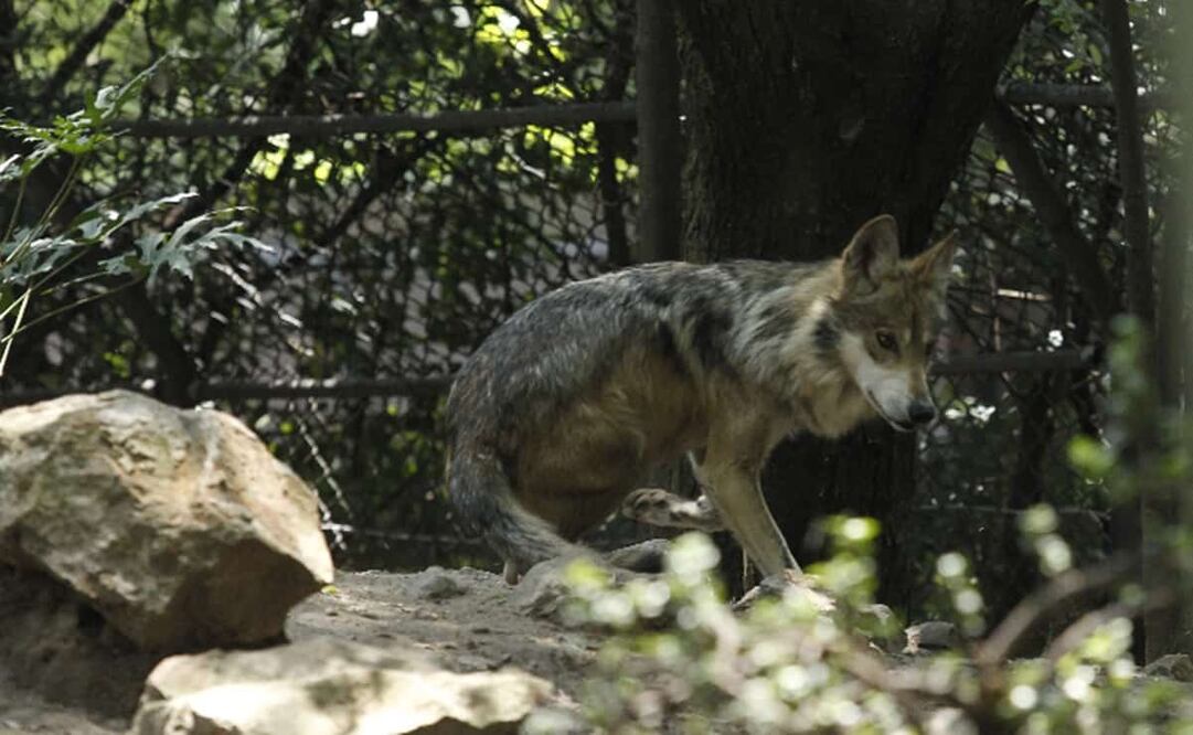El padre del menor calificó como un milagro la cirugía que le salvó el brazo a su pequeño Fabián. Foto: Archivo