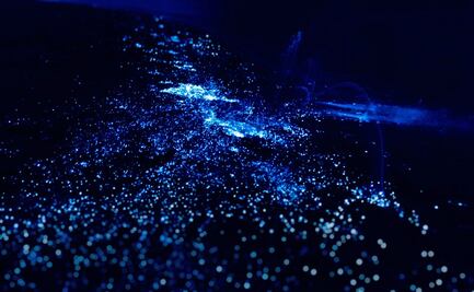 Holbox: por qué hay bioluminiscencia en sus playas y cuándo se ve