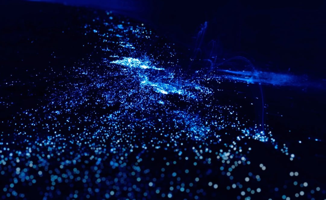 Los organismos pueden usar la bioluminiscencia para distraer depredadores, atraer pareja o comunicarse. Foto: iStock