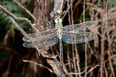 Libélulas y caballitos del diablo: reguladores ecológicos