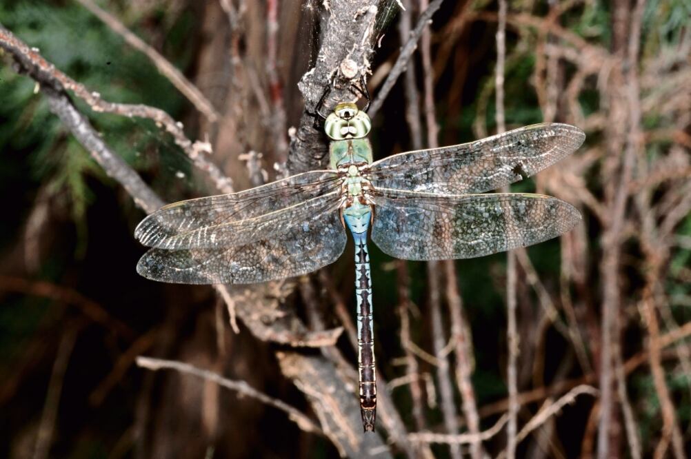 Libélula de la especie Anax junius. (FOTOS: CORTESÍA DOCTOR CÓRDOBA AGUILAR)