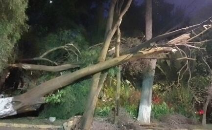 Rachas de viento en la CDMX provocan la caída de árboles y desprendimiento de lonas espectaculares 