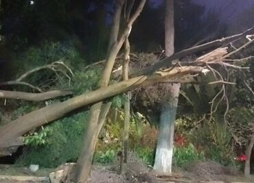 Rachas de viento en la CDMX provocan la caída de árboles y desprendimiento de lonas espectaculares