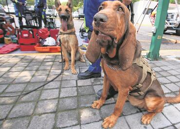 Tras apoyar en captura de Caro Quintero, perrita Max espera nuevas misiones