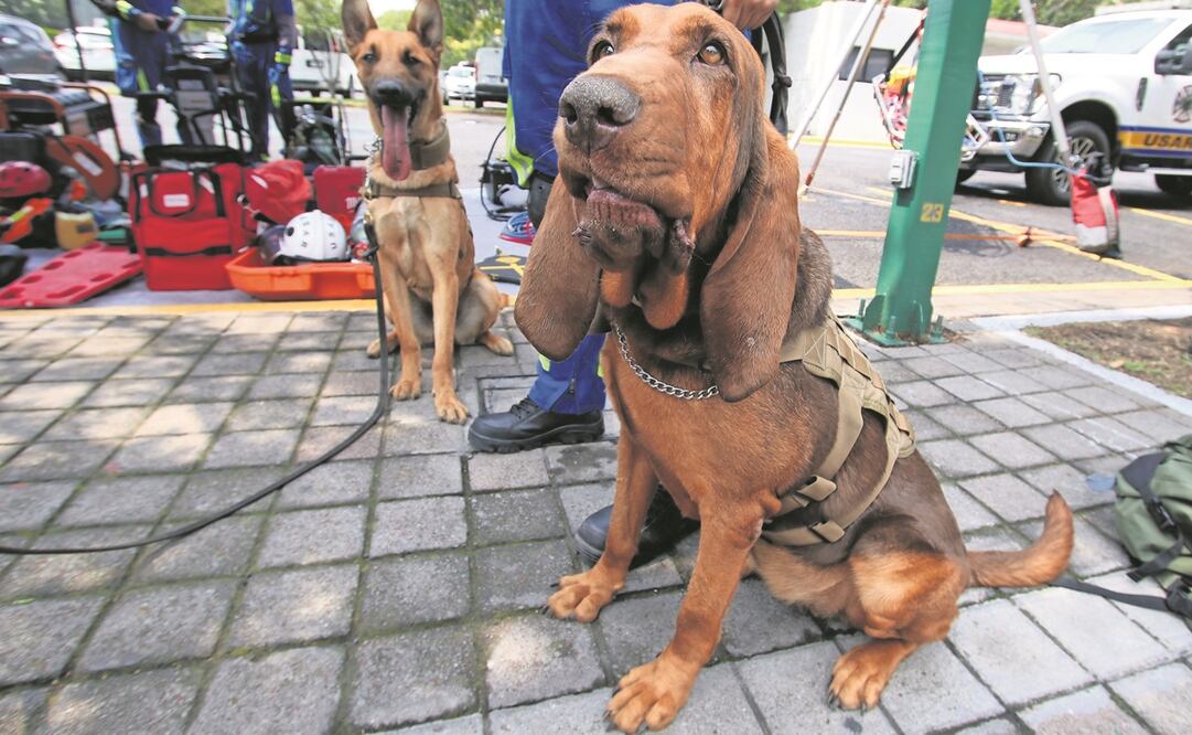 Max es de carácter dócil y tranquila, pero a la hora de trabajar demuestra mucha energía, dice uno de sus manejadores. 