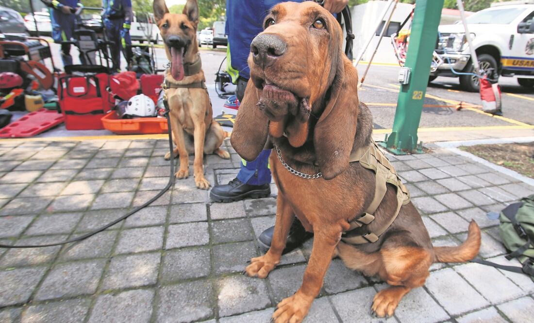 Max es de carácter dócil y tranquila, pero a la hora de trabajar demuestra mucha energía, dice uno de sus manejadores.