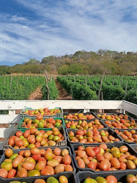 En la ampliación de siembras, los riegos tendrán que ser del rescate de aguas de drenes y extracciones de pozos.