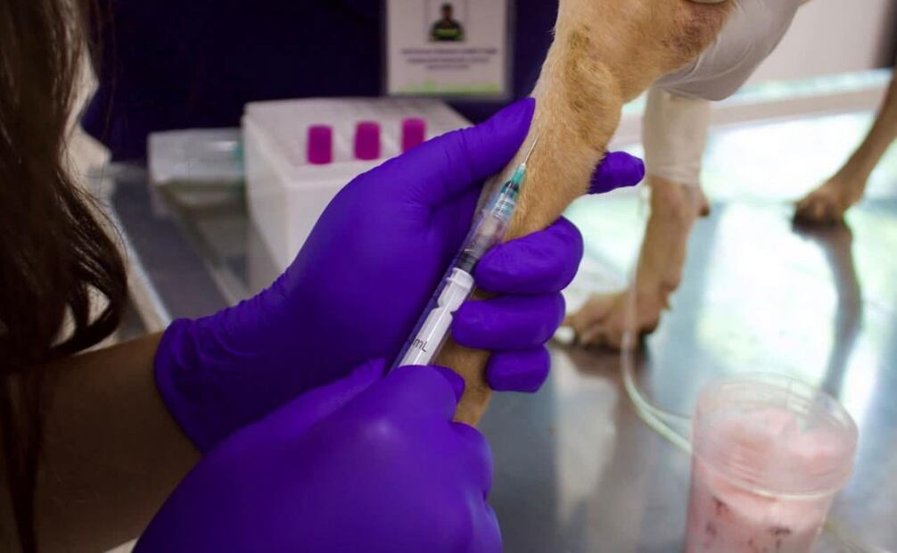 Ocho animales sobrevivieron gracias a la intervención de las autoridades.
Foto: Especial.