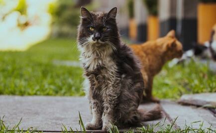 Fallece "Gandalla", uno de los gatos de Palacio Nacional