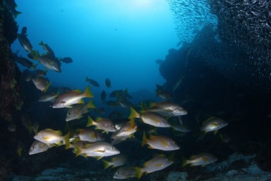 Banco Chinchorro: así es el atolón más grande de México