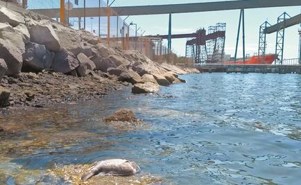 Continúan manifestaciones contra Grupo México por derrame de ácido