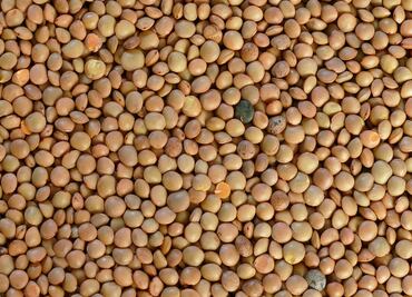 ¿Por qué comer lentejas?