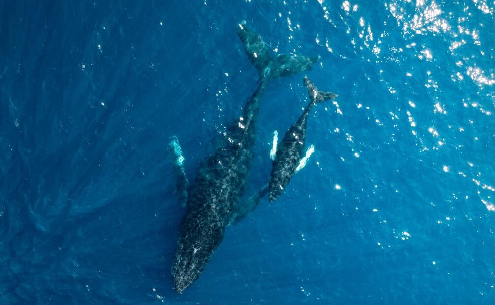 Las ballenas migran hacia aguas más cálidas y bajas para poder dar a luz. (11/01/25) Fotos: Gobierno de El Salvador y MARN