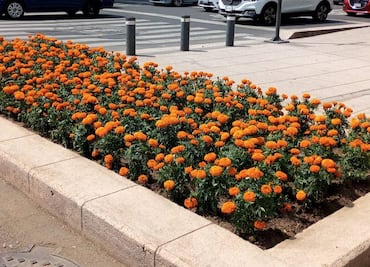 ¡Ya huele a Día de Muertos! Plantan 219 mil flores de cempasúchil en camellones y avenidas de CDMX