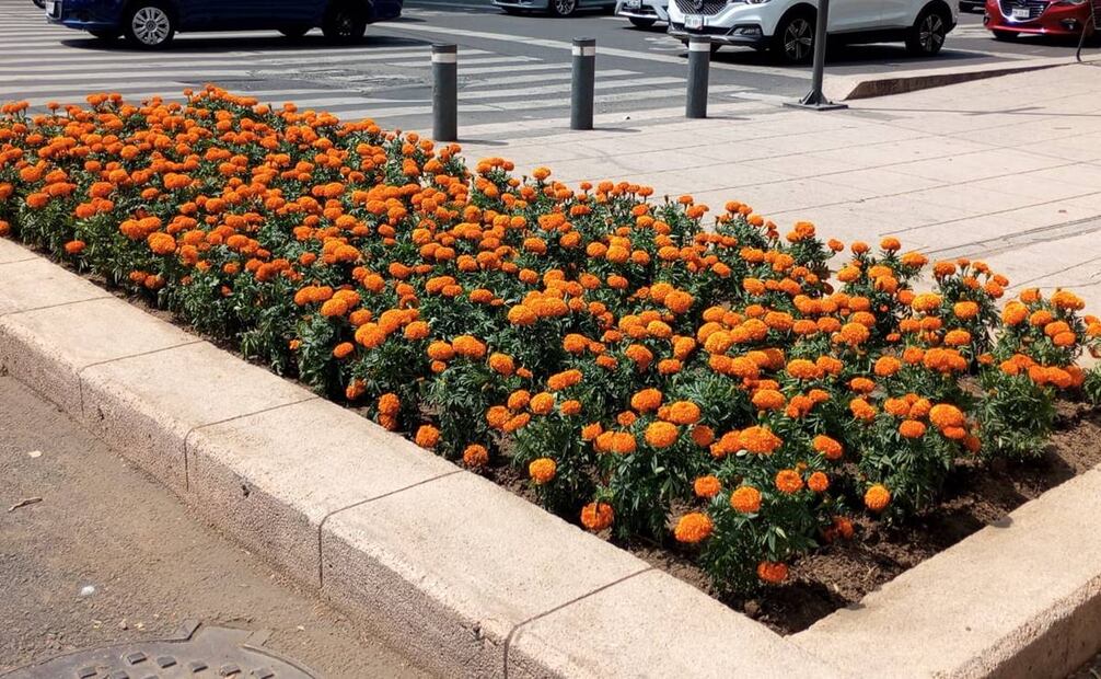 Decoran avenidas de la CDMX con flor de cempasúchil / Foto: Secretaría de Obras CDMX