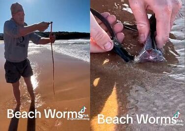 ¿Gusanos en la playa? Hombre encuentra gusano gigante bajo la arena y se hace viral