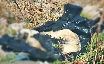 Dejan amenaza con cadáveres de perros en Chalco