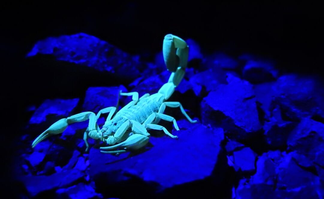 Bark scorpion (Centruroides) - Photo: Courtesy of Diego Barrales