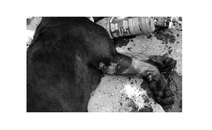 Amputan brazos a joven por ataque de perro pitbull