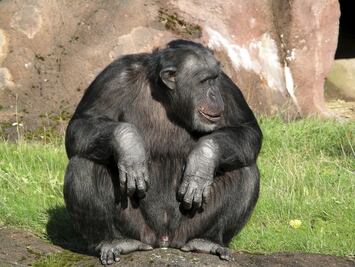 Los chimpancés, paleontólogos naturales. Reconocen restos fósiles de su propia especie