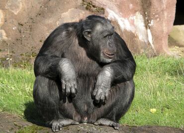 Los chimpancés, paleontólogos naturales. Reconocen restos fósiles de su propia especie