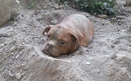 Perra enterrada viva causa indignación en Francia