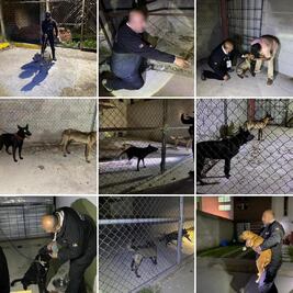 Rescatan a 8 perros en Cuautitlán Izcalli; estaban abandonados y con signos de maltrato